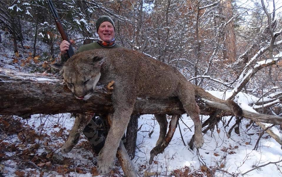 A man posing with a large mountain lion sprawled on a tree branch in the snow, harvested in Colorado.